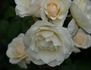Nelson's Pride rose photo