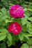 Mrs. Baker rose photo
