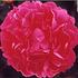 Felix Supreme peony photo