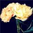 Canary Brilliants peony photo