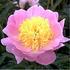 Westerner peony photo