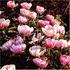 Lovely Rose peony photo