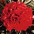 Eliza Lundy peony photo
