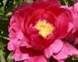 Coral Fay peony photo