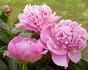 Bouchela peony photo