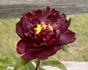 Mons Martin Cahuzac peony photo