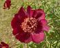 Trafford W. Bigger peony photo