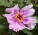 P. cambessedesii peony photo