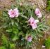 P. cambessedesii peony photo