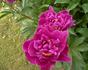 Red Magic peony photo