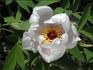 Ostii peony photo
