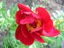 Postilion peony photo