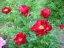 Rubens peony photo
