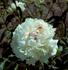 Denise peony photo