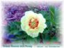 Yellow Heaven peony photo
