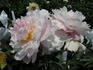 Sweet Melody peony photo