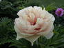 Canary Brilliants peony photo