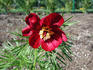 Earlybird peony photo