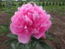 Mammoth Rose peony photo