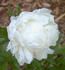 A.B. Franklin peony photo
