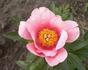Lovely Rose peony photo