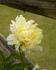 Golden Wheel peony photo
