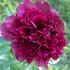 Jean E. Bockstoce peony photo