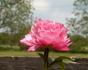 Joker peony photo