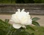 Marcella peony photo