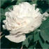 Xue Ta 雪塔 peony photo