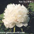 Xue Ta 雪塔 peony photo