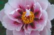 Lan Bao Shi 蓝宝石 peony photo