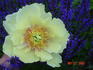 Yellow Heaven peony photo