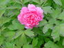 Hu Hong 胡鸿 peony photo