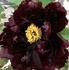 Hatsugarashu peony photo