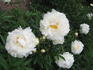 Elsa Sass peony photo