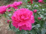 Jay Cee peony photo