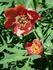 <i>P. delavayi</i> Franch. peony photo