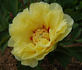 Oriental Gold peony photo