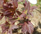 Oriental Gold peony photo