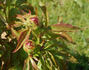 Shirley Temple peony photo
