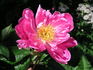 Afterglow peony photo