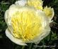 Carrara peony photo