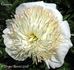 Carrara peony photo