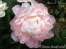Edwin C. Shaw peony photo