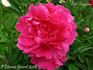 Felix Supreme peony photo