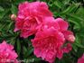 Felix Supreme peony photo