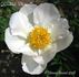 Krinkled White peony photo