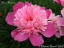 Madame Furtado peony photo