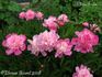 Madame Furtado peony photo